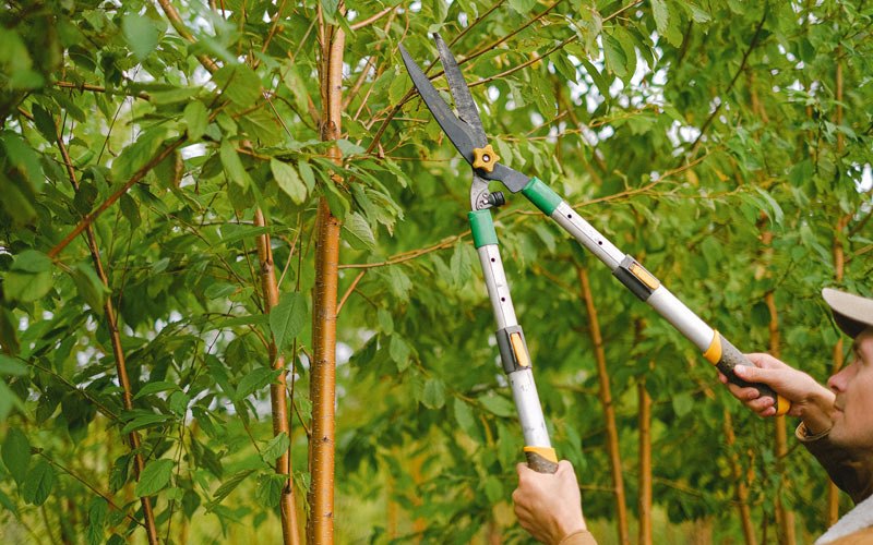 Tree trimming in Saint Marie, MT