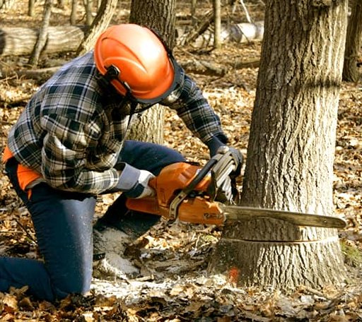 Tree Removal in Saint Marie, MT